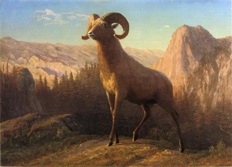 A Rocky Mountain Sheep, Ovis, Montana by Albert Bierstadt, 1879