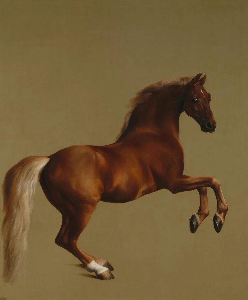 A chestnut stallion rears on its hind legs against a plain buff ground. Both forelegs are raised and bent at the knee, the head turns towards the viewer, and the pale mane and tail lift away from the body. There is no rider, no saddle or bridle, and no landscape.