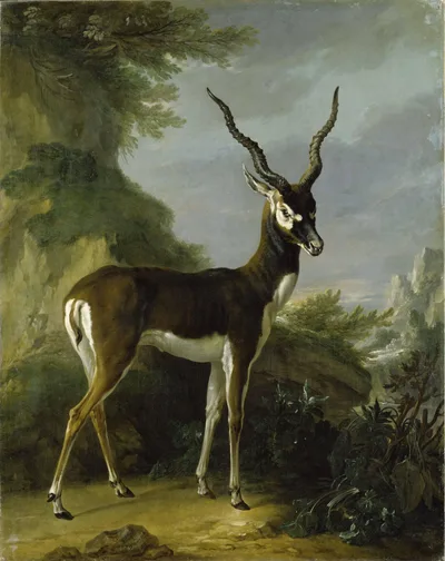 Indian Blackbuck by Jean-Baptiste Oudry