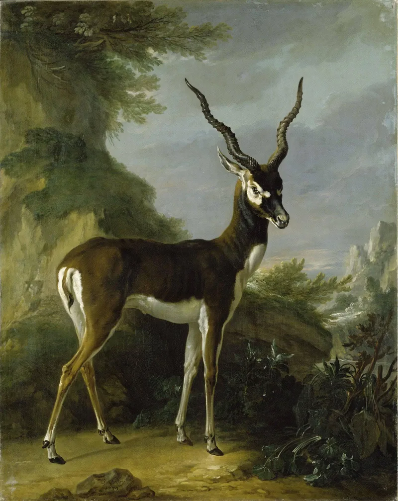Indian Blackbuck by Jean-Baptiste Oudry, 1739